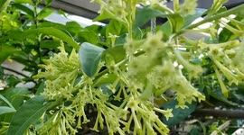 The Fragrant Night Blooming Jasmine