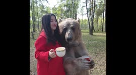 Tame Russian bear goes for a coffee break during photo shoot