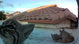 'Curious' bobcat kittens inspect camera on Arizona roof