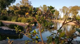 Landscape from a big garden in Casablanca city, Morocco