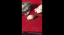 Massive Parasite found inside Leather Jacket Fish in Sydney