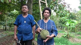 Thai farm where durian fruits sell for up to £25,000 each celebrates this year's harvest