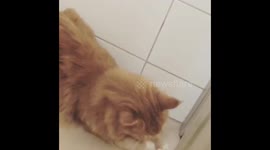 Strange sounds from a cat