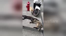 Cat catches her sneaky partner cuddling with another feline