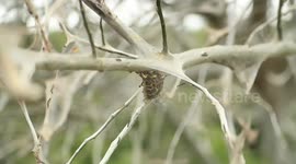 Creepy-looking tree spotted covered in silky web from caterpillars