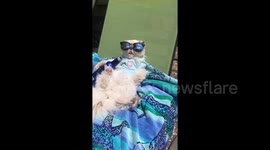 Chilled out cat relaxes with shades and a beer for memorial day in Texas