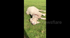 This lazy UK goat is definitely not a morning person!
