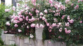 Pink roses spring flowers