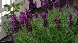 Spring Lavender in full bloom
