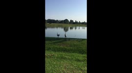 Dancing Sandhill Cranes