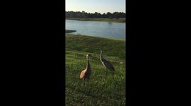 Dancing Sandhill Cranes