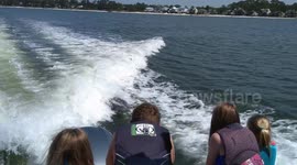 young dolphins jump and swim alongside adult dolphins in the wild!