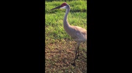 Close up Look at a Wild Big Bird