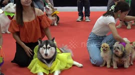 Colourful scenes from dog fashion show in Bangkok