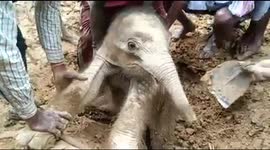 Kind villagers dig mug with bare hands to rescue baby elephant stuck in slushy pit in northeastern India