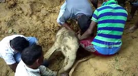 Longer Version: Kind villagers dig mug with bare hands to rescue baby elephant stuck in slushy pit in northeastern India