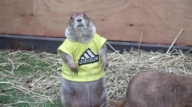 Prairie dogs in T-shirts at pet show in Thailand