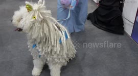 Pampered pooches at Bangkok pet show