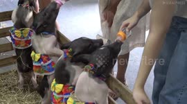 Piglets bottle-fed at Thailand pet show