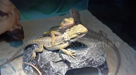 Female Lizard Puts Arm Round Her Man