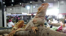 Lizard Love Triangle