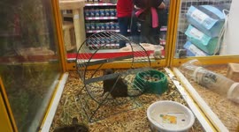 hamster running