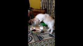 Kitten tries to get at goldfish in fishbowl by sticking its whole head in