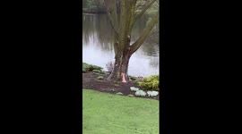 Hungry Coyote Swim to Island and Grab Goose Egg