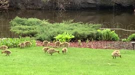 Big Canadian Goose Family live in our Yard