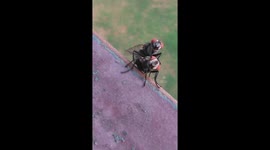 fly in bloom