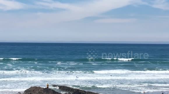 Whales spotted off Bude beach in north Cornwall, UK