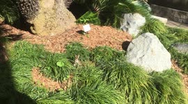 Baby Bunny eating in the wild!