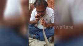 Government officer rescues snake attacked with pesticides in India.