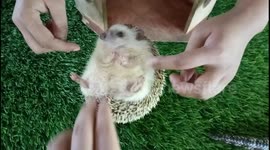 This mini hedgehog loves being tickled