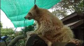 Raccoon eating food