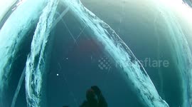 White crayfish swim under the ice on Baikal