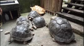Aldabra Giant Tortoises