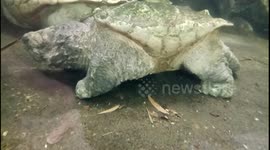 Dinosour turtle