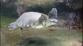 Pig-nosed Turtle