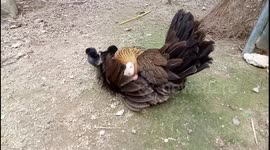 Jungle Fowl