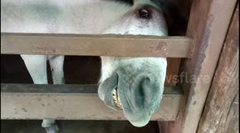 What happened to this pony? Begging for food?