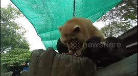 Adult Raccoon Eating Food