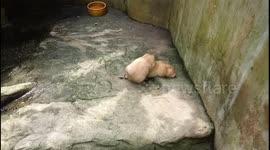 Two bamboo rats mate in front of visitors at zoo