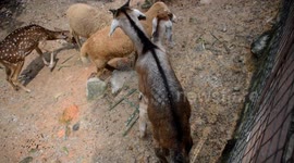 Lame Goat fails to intimate