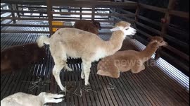 Adorable Alpaca