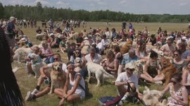 World record of 498 golden retrievers gather in Antwerp, Belgium