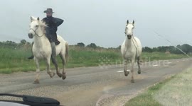 White horse escapes from French farm, prompting rider to retrieve him