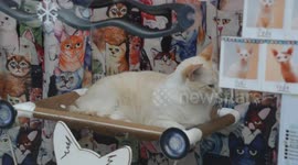 Cat bar The Chat Mallows Cafe. Paris