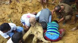 Locals villagers Dig Mud, Rescue Baby Elephant In North East India.