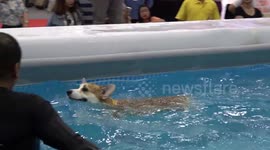 Dogs make a splash in diving competition at Thai pet show